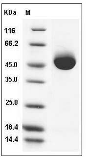 Human Prostatic Acid Phosphatase / ACPP Protein (His Tag) SDS-PAGE