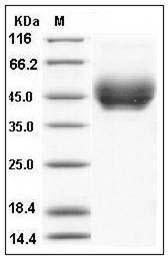 Mouse PD-L1 / B7-H1 / CD274 Protein (His Tag) SDS-PAGE