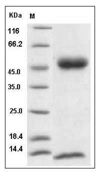 Mouse FCGRT & B2M Heterodimer Protein SDS-PAGE