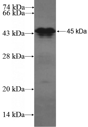 Recombinant Human BRD4 SDS-PAGE