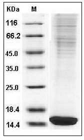 Mouse FABP4 / ALBP / A-FABP Protein (His Tag) SDS-PAGE