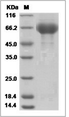 Influenza A H3N2 (A/Fujian/411/2002) Hemagglutinin / HA1 Protein (His Tag)
