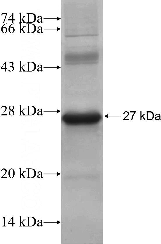 Recombinant Human WNT7A SDS-PAGE