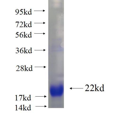 Recombinant Arabidopsis thaliana CYP71 SDS-PAGE