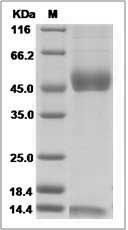 Mouse CD1D2 & B2M Heterodimer Protein