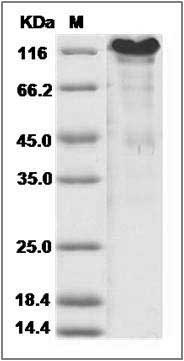 Mouse SPARCL1 / SPARC-like 1 Protein (His Tag) SDS-PAGE