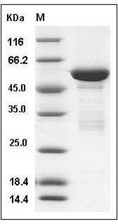 Human 14-3-3 tau / 14-3-3 theta / YWHAQ Protein (GST Tag) SDS-PAGE