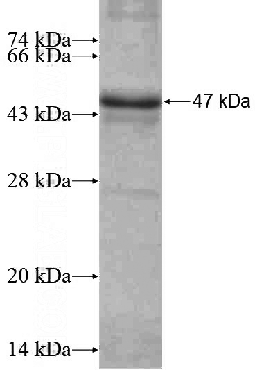 Recombinant Human WDR26 SDS-PAGE