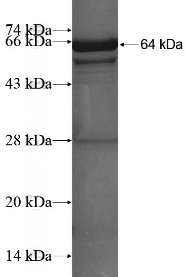 Recombinant Human CYP51A1 SDS-PAGE