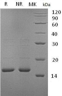 Human IL36A/FIL1E/IL1E/IL1F6 recombinant protein