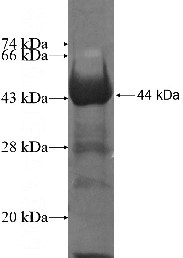 Recombinant Human PUS7L SDS-PAGE