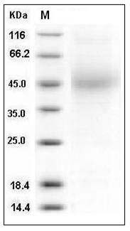 Mouse CD48 / SLAMF2 / BCM1 Protein (His Tag) SDS-PAGE
