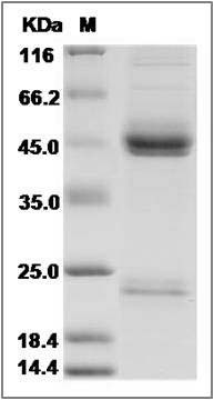 Marmoset IL-23 (IL23A & IL12B Heterodimer) Protein SDS-PAGE