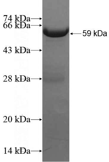 Recombinant Human TEAD4 SDS-PAGE