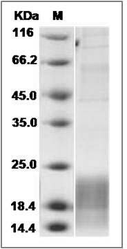Canine XCL1 Protein (His Tag) SDS-PAGE