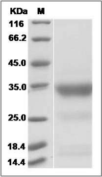 Human PILR-alpha / PILRA Protein SDS-PAGE