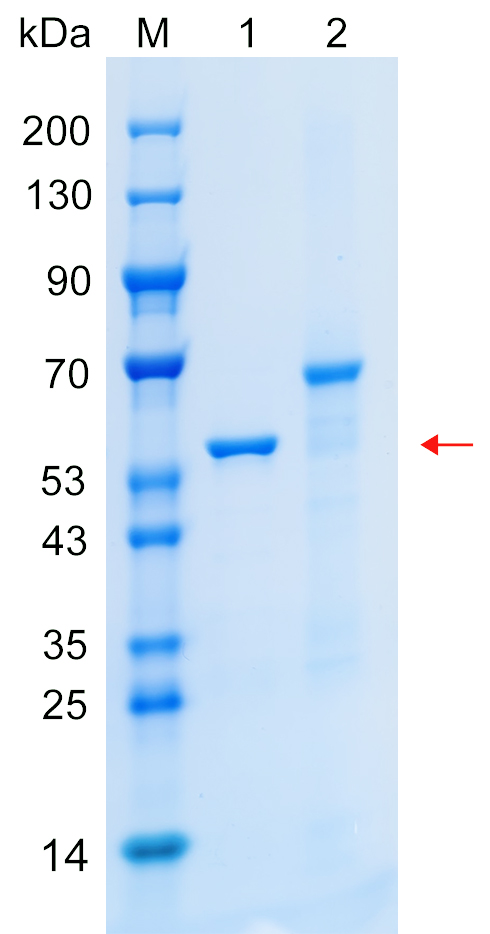 Recombinant YMEL1 protein (His tag) SDS-PAGE