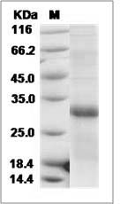 Cynomolgus LTB / TNFSF3 / Lymphotoxin beta Protein (His Tag) SDS-PAGE