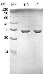 E.coli trpA/b1260/JW1252 recombinant protein