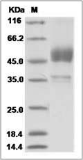 Mouse ALK-6 / BMPR1B Protein (Fc Tag)