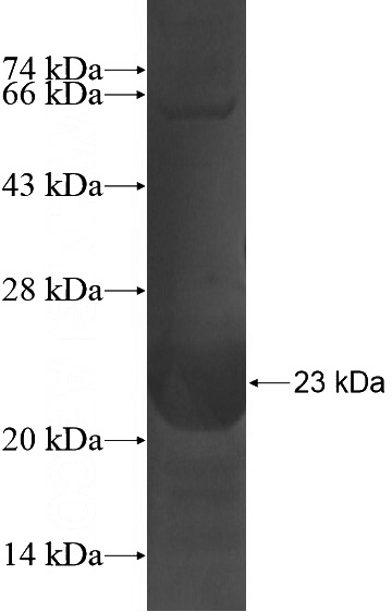 Recombinant Human C14orf126 SDS-PAGE