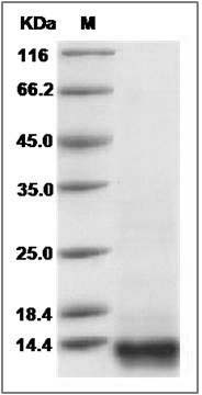 Danio rerio (zebrafish) BMP-2 / BMP2A Protein SDS-PAGE