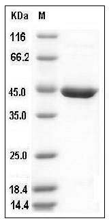 Mouse SerpinB10 Protein (His Tag) SDS-PAGE