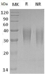 Human KITLG/MGF/SCF (His tag) recombinant protein