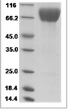 Rat ICOSL/ICOS ligand/B7-h2 Protein 14494