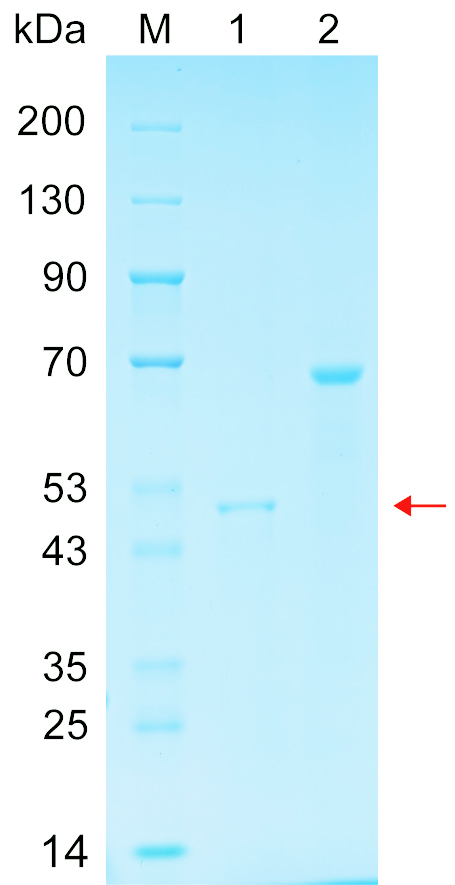 Recombinant MSS51 protein (His tag) SDS-PAGE
