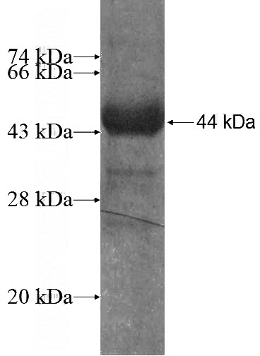 Recombinant Human PGM1 SDS-PAGE