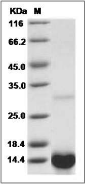 Human TGFA / TGF-alpha Protein SDS-PAGE