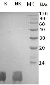 Human SCGB3A2/PNSP1/UGRP1/UNQ566/PRO1128 recombinant protein