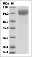 Influenza A H3N2 (A/Victoria/361/2011) Hemagglutinin Protein (HA1 Subunit) (His Tag)