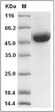 Rat CD79B / B29 Protein (Fc Tag) SDS-PAGE