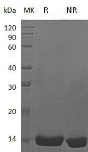Human IL22/ILTIF/ZCYTO18/UNQ3099 recombinant protein