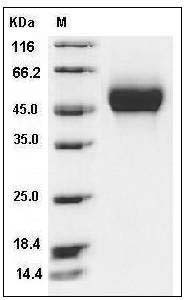 Influenza A H1N1 (A/Texas/05/2009) Hemagglutinin Protein (HA1 Subunit) (His Tag) SDS-PAGE