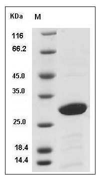 Cynomolgus 14-3-3 beta / YWHAB Protein SDS-PAGE