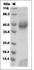 Rhesus CD1A & B2M Heterodimer Protein