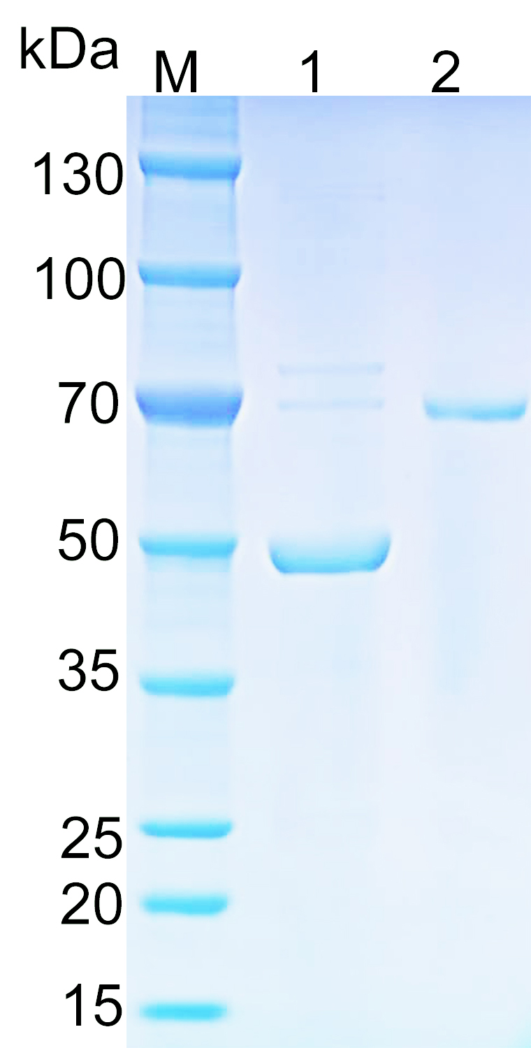 Human TRIP13 Recombinant protein (6*His tag)