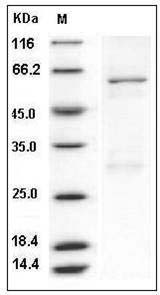 Human Enterovirus 71 VP0 Protein (His & GST Tag) SDS-PAGE