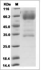 Rat CD320 Protein (Fc Tag)