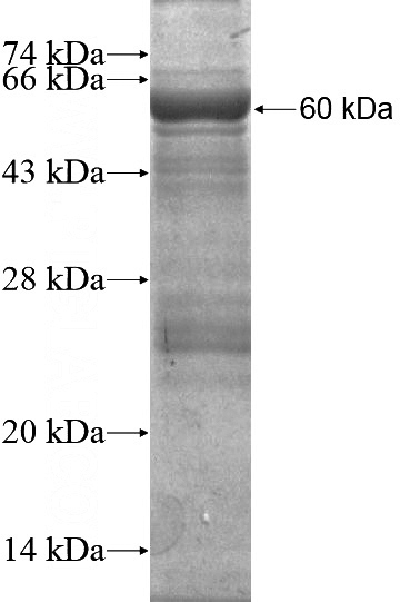 Recombinant Human PCDHAC1 SDS-PAGE