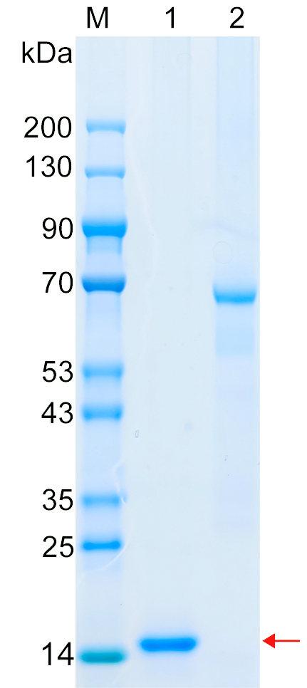 Recombinant IGKC protein (His tag) SDS-PAGE