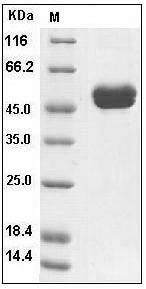 Human IL-1RA / IL1RN Protein (Fc Tag) SDS-PAGE