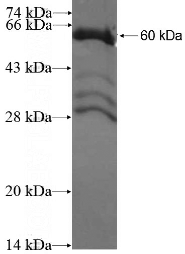Recombinant Human DSPP SDS-PAGE