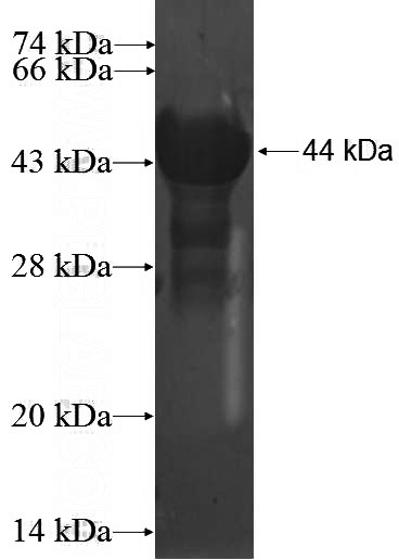 Recombinant Human DYDC1 SDS-PAGE