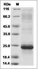 Rat IL23R / IL23 Receptor Protein (His Tag)