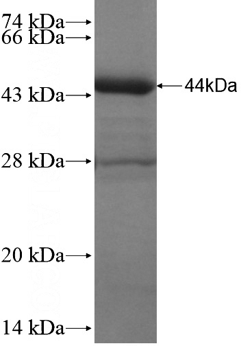 Recombinant Human PTGS1 SDS-PAGE