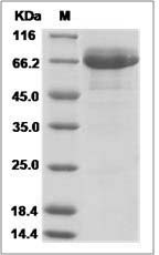 Mouse EGFL6 / EGF-L6 Protein (Fc Tag)